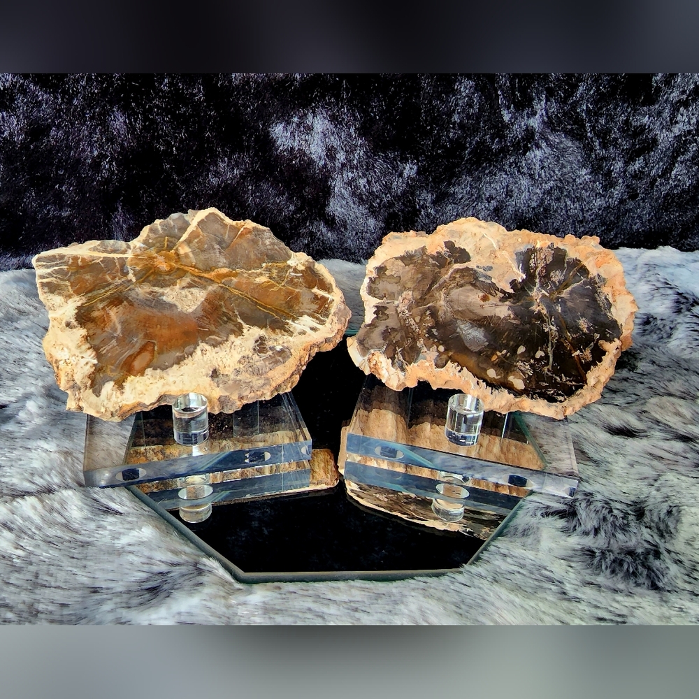 Bundle: 2 fossilized Wood slabs